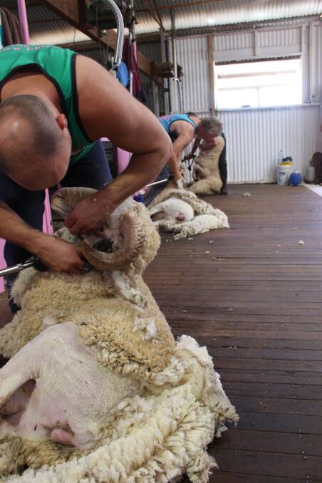 The Jumbuk Shearing team in action at last year's 'Shearing For Liz' day where a record $21,500 was raised for the National Breast Cancer Foundation. The fifth annual shearing event will be held at the Davies family's Cardiff stud property at Yorkrakine on Friday, April 13, 2018, where everyone is welcome to attend.