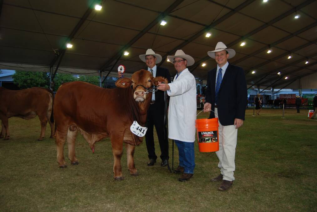 With Quicksilver Navman, which was sashed the best exhibit and champion bull in the other breeds section were judge Tom Baker (left), Woonalee Simmentals, Millicent, South Australia, Doug Giles, Quicksilver Droughtmasters, Newdegate and Jason Sutherland, representing sponsor International Animal Health, Moss Vale.