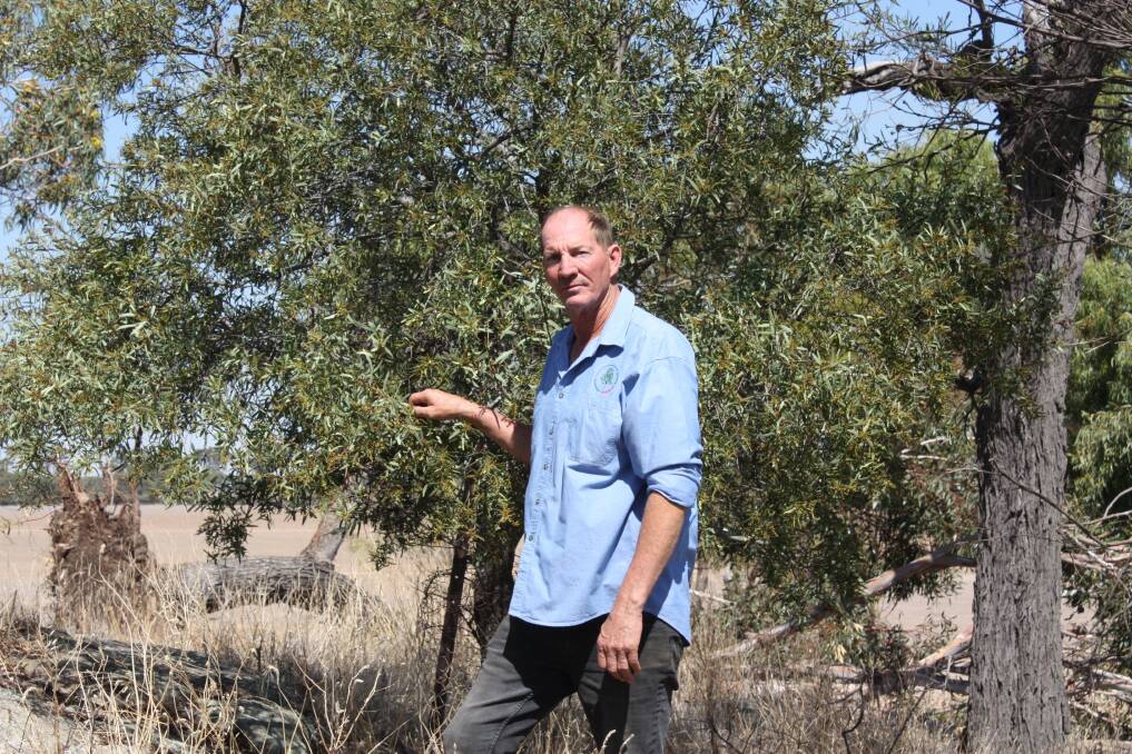 Cunderdin farmer Bruce Storer grows sandalwood a part of his operation and is at the forefront of setting up a co-operative with the Australian Sandalwood Network, with the aim to improve the industry for growers and buyers alike.