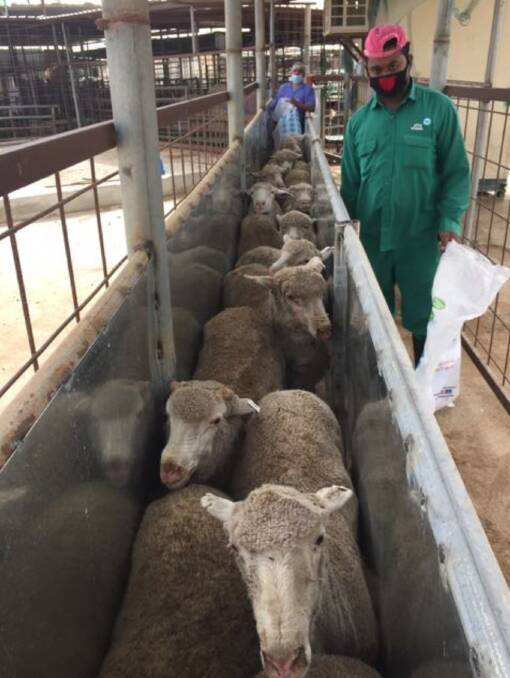 A new raceway being trialled in a Qatar abattoir. Pic supplied by Australian Livestock Exporters’ Council.
