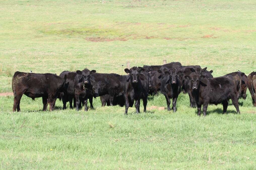 The biggest vendor at the Elders April store cattle sale on Friday, April 20, 2018, is the Fry family, Crendon Irrigation, Donnybrook, with a total draft of 160 beef steers and heifers including 120 Angus steers and 40 Angus, Murray Grey and Chargrey heifers.