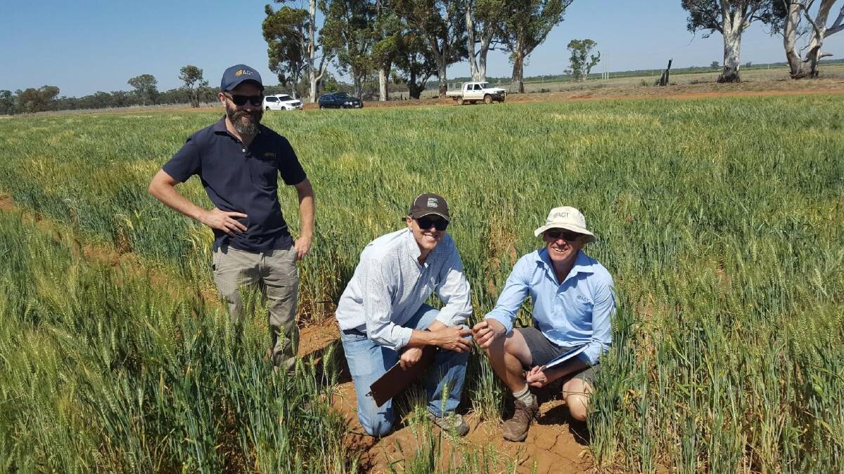  CSIRO research geneticist Greg Rebetzke (left) with Australian Grain Technologies breeders Russell Eastwood and Brett Irons at the Yanco breeding nursery, New South Wales.