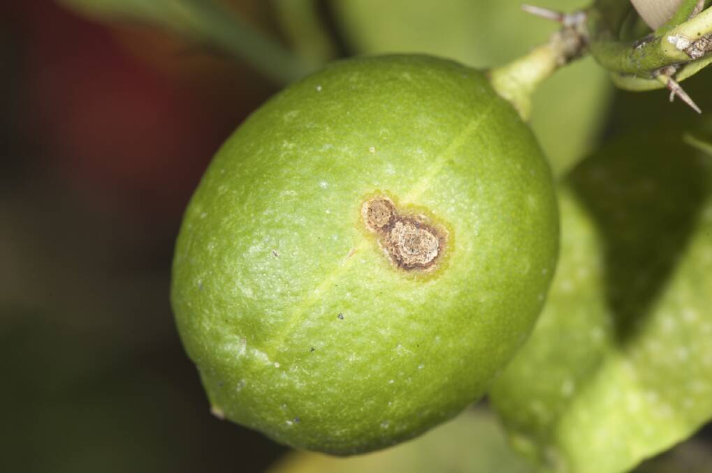 Be on the lookout for symptoms of citrus canker on fruit and leaves. 