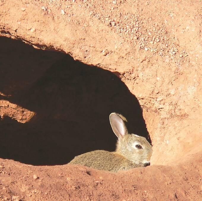 Rabbits are estimated to cost agriculture more than $200 million through soil degradation and vegetation loss.