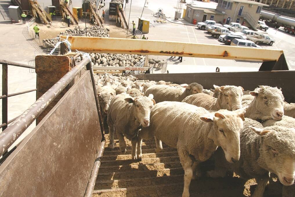 Live-ex sheep reforms fall short AVA says