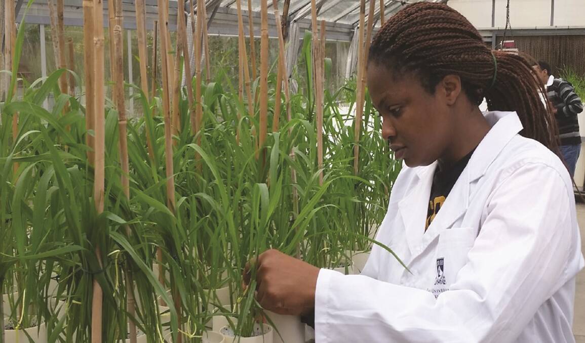  Ifeyinwa Onyemaobi researches  drought resistance in wheat at The University of WA.