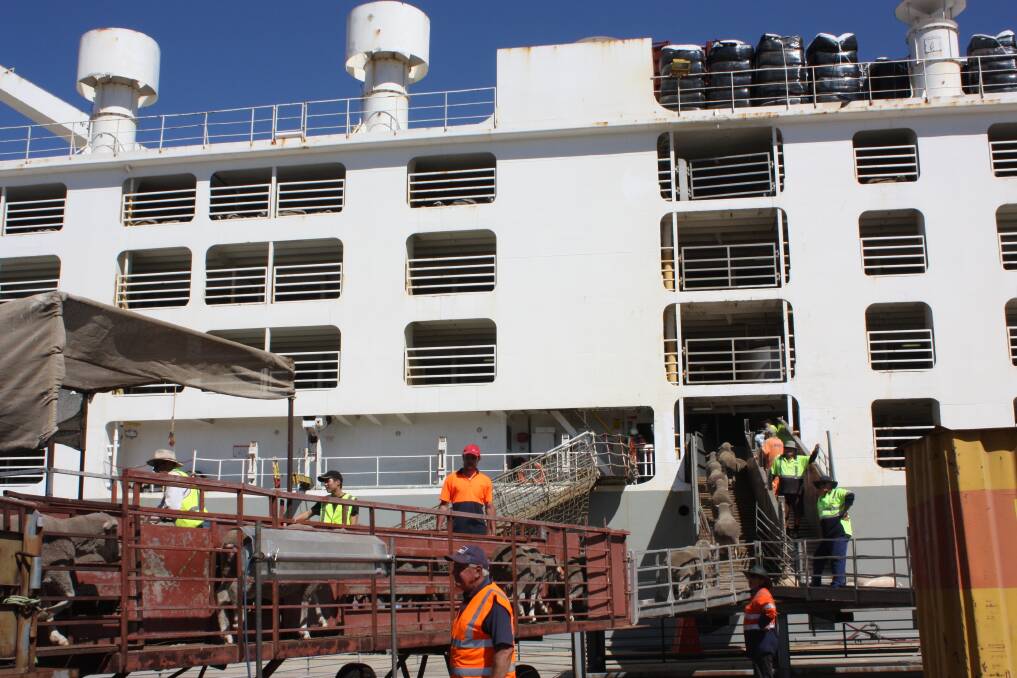 Sheep loaded at the Fremantle Port. Activist group Animals’ Angels Australia is the only group that will be given access to witness the loading of live export ships.