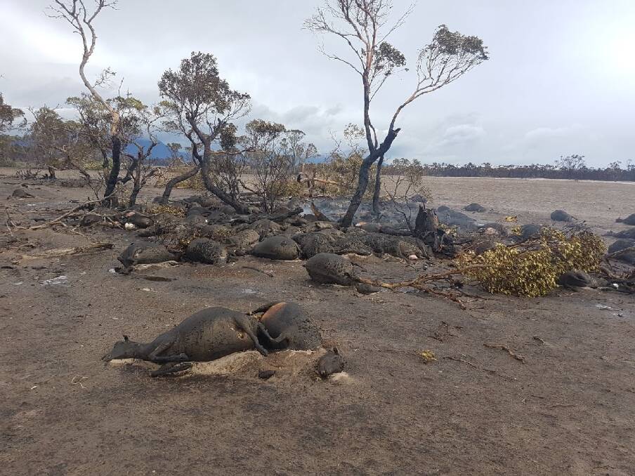 When the fire came through sheep ran to low lying shelter belt areas to try and escape the blaze but they couldn't escape it. Mal Thomson said he lost about 380 twin bearing ewes, with some that had already lambed.