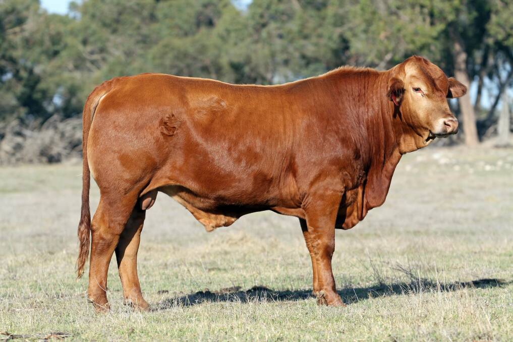 Munda 'Viceroy' recently sold to the De Grey Park Droughtmaster stud, Capel, for $30,000 and is believed to be a new record price for a Bos indicus bull sold in WA.