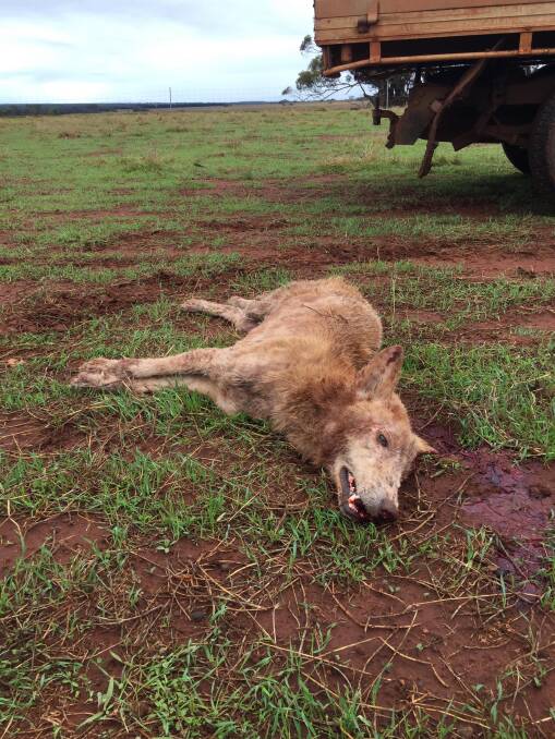 The wild dog that was shot by Joel Ward on his property west of Namban, near Watheroo.