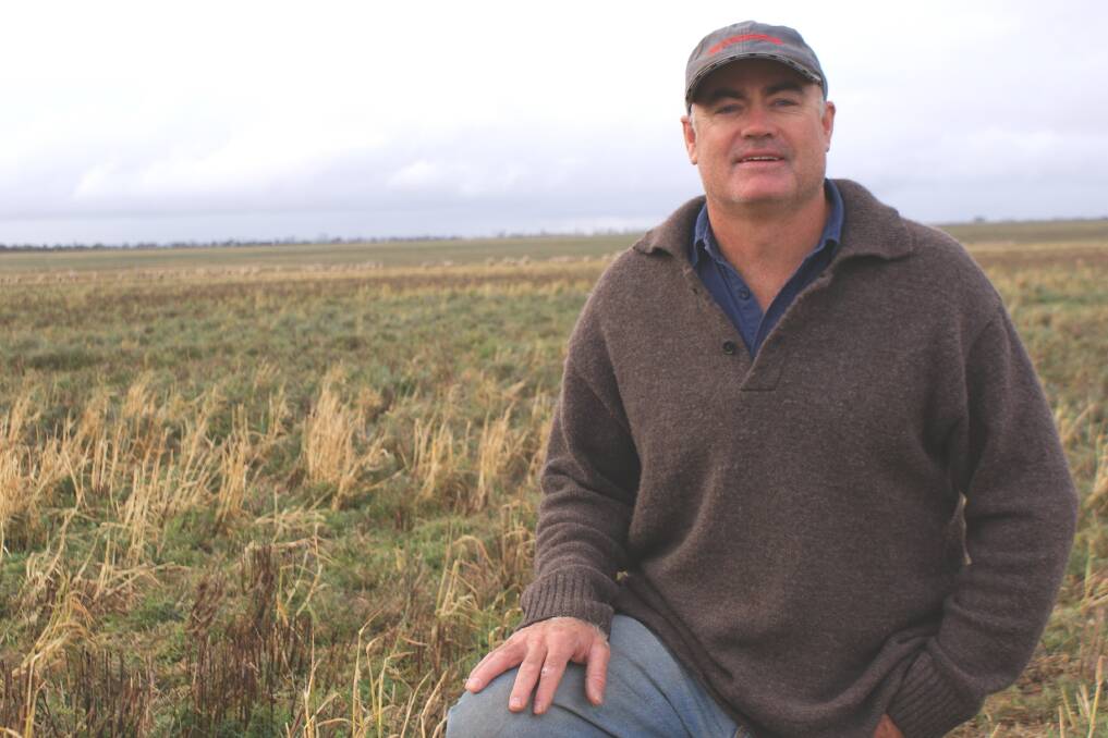 Simeon Roberts in a paddock of vetch sown after 60 millimetres of summer rains in February.