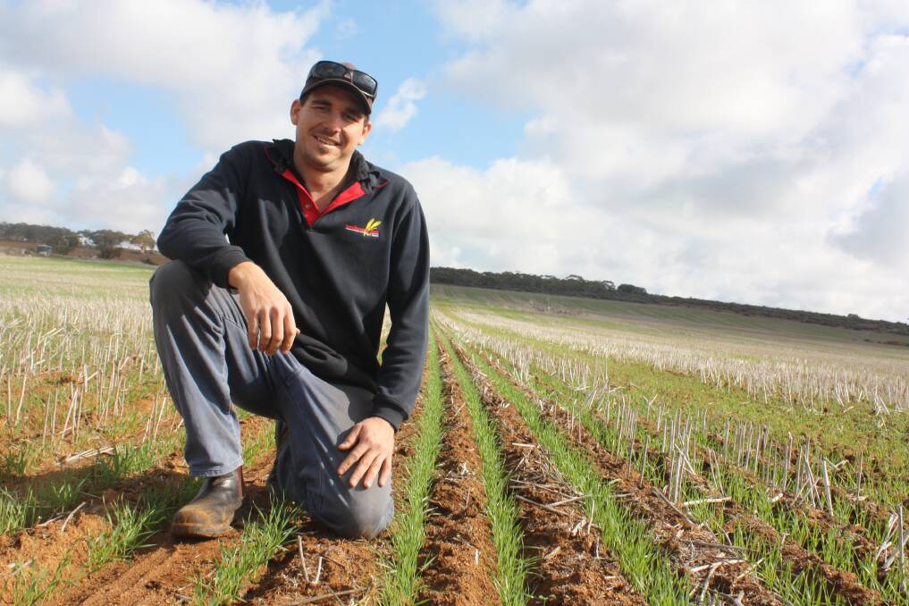  New Norcia farmer Jason Graham says the season is off to a great start as he examines a germinating crop of Mace wheat.
