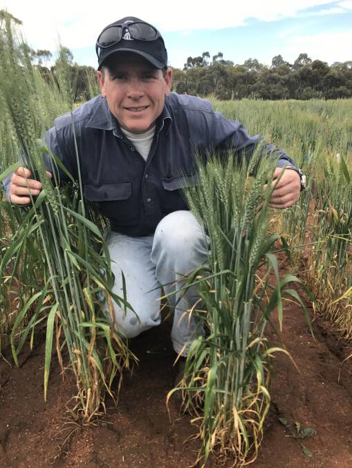  DPIRD senior research officer Michael Francki evaluating wheat trial as part of a SNB resistance research project at Northam.