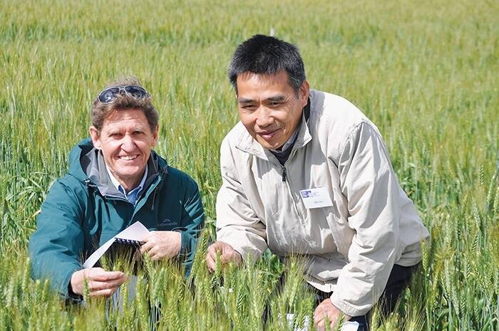 Murdoch University researchers professor Richard Bell (left) and Dr Qifu Ma in National Frost Trials at Aldersyde, near Narrogin. Preliminary research has shown increased potassium reduced frost-induced sterility in wheat by eight per cent.