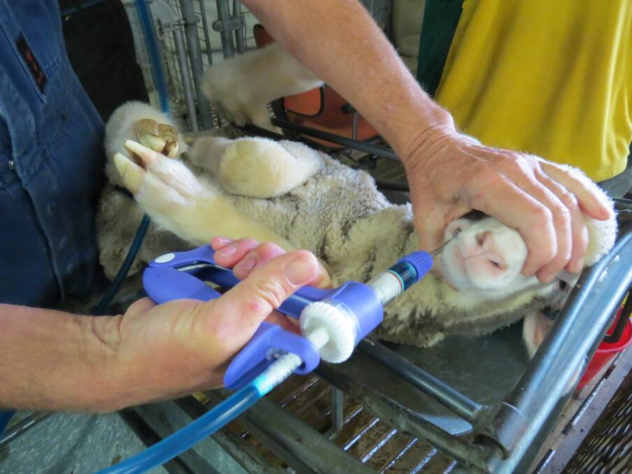 Buccalgesic®  being  applied  to  the  internal  cheek  of  a  lamb  during  the  research  trials.  The  buccal  (inside  of  cheek)  formulation  has  a  thick  consistency  so  after  application  (using  a  modified  drench  gun)  it  adheres  to  the  mucous  membrane  of  the  mouth.
