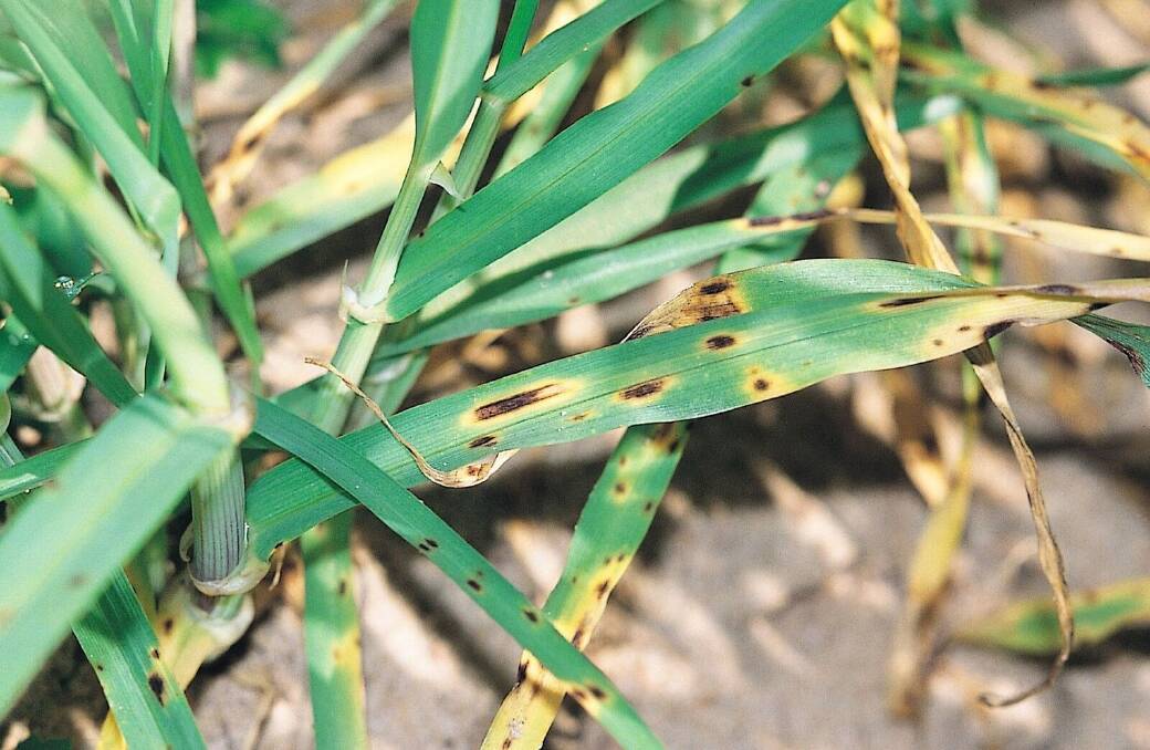 Crops most likely to suffer from spot form of net blotch are barley planted consecutively after barley on high stubble loads and/or if there have been wet conditions after plant emergence. Photo: Hugh Wallwork.