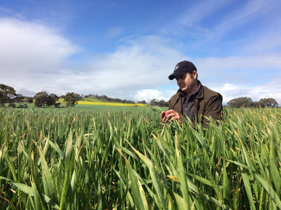Ben Biddulph, Department of Primary Industries and Regional Development, inspects wheat that has been stem frosted.