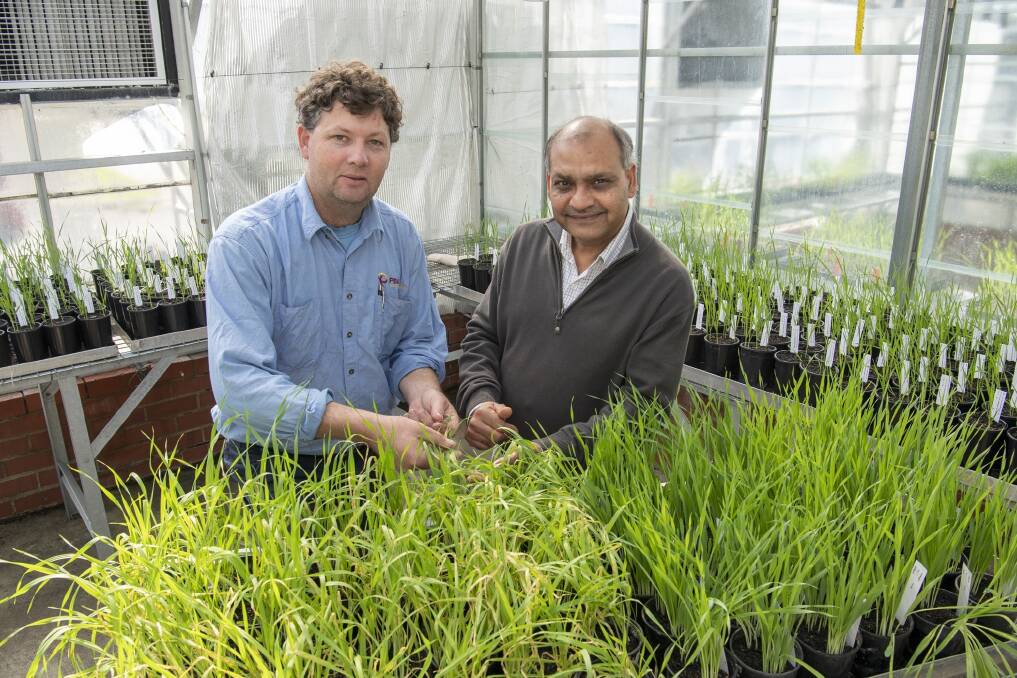 Department of Primary Industries and Regional Development (DPIRD) technical officer Simon Rogers (left) and Murdoch University researcher Sanjiv Gupta compare the performance of two barley lines with different disease resistance gene combinations at the DPIRD South Perth glasshouse.