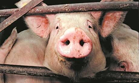 Pig producers out of options