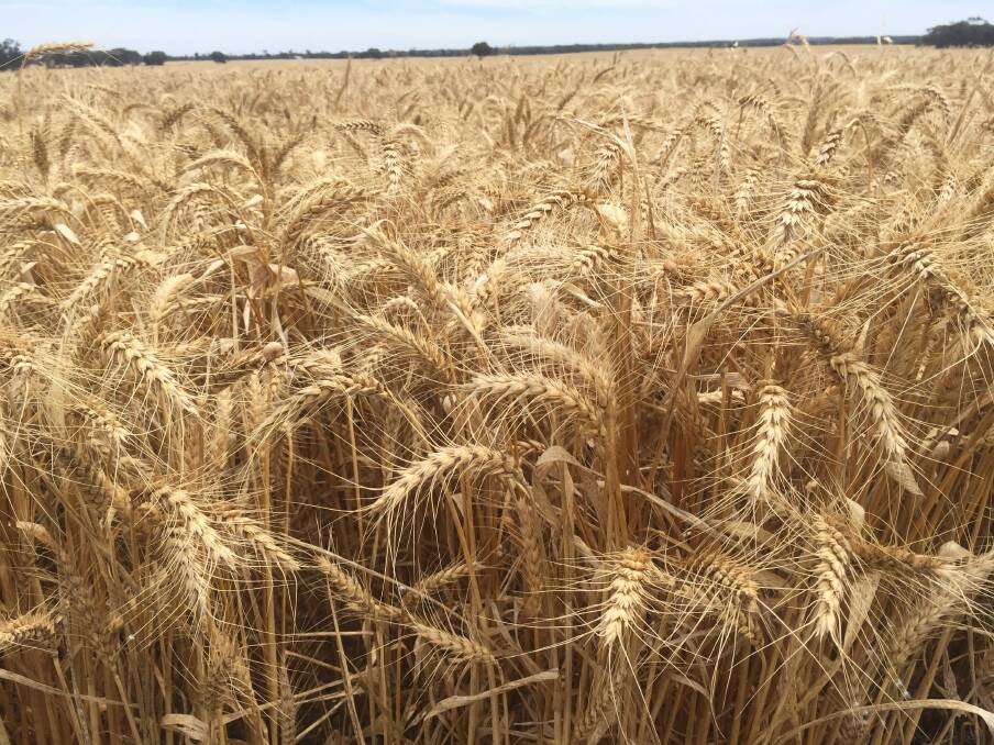 Wheat genome unlocked after 13 years