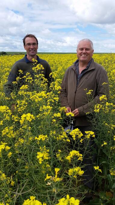 DPIRD research officers Martin Harries (left) and Mark Seymour check a crop of canola as part of a project to assess the performance and profitability of sowing retained seed. 