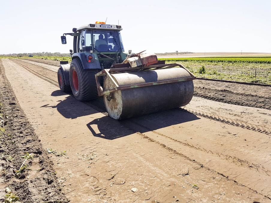 Department of Primary Industries and Regional Development researchers have examined compacting the soil surface with a roller to reduce stable fly breeding.