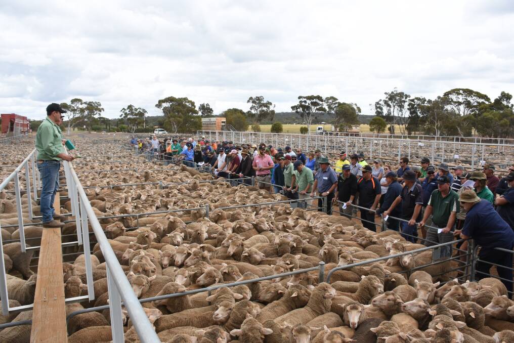  Buyers lined the laneways at last week’s Elders and Landmark Corrigin/Wickepin sheep sales to deliver breaking prices.