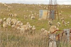 US sheep flock falling