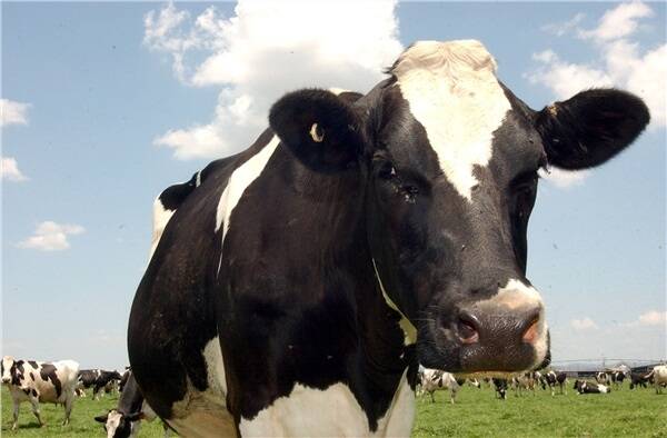 Dairy processors must back their farmers