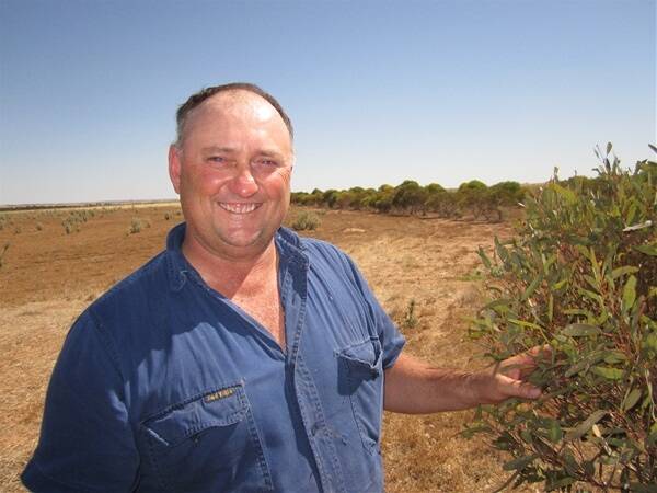 John Nicholls has been planting saltbush and oil mallees to help reduce the watertable and diversify his income for several years.