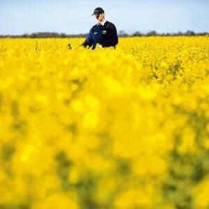GM crops and farming reality
