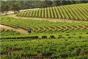 NAB Agribusiness urges wineries to plan
