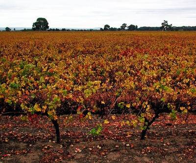 Wine and forest prices reflect rural recovery