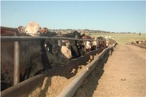 Cattle on feed numbers decline