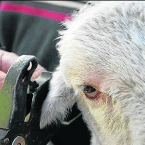 Police slam NLIS in search for stolen sheep