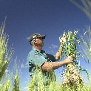 Greenpeace concerned by GM wheat tests