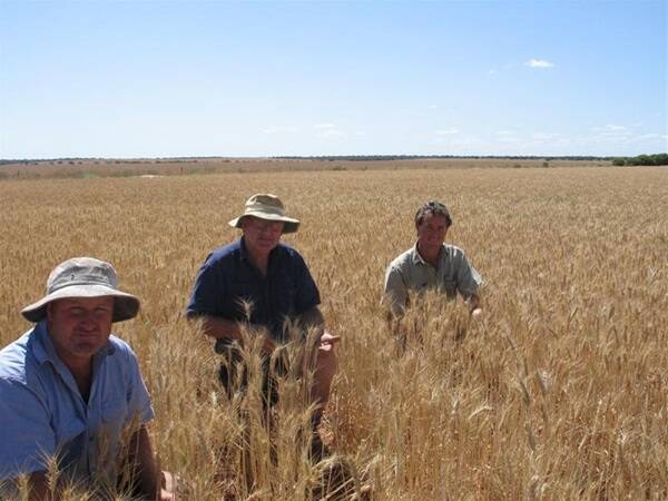 It's harvest time and time for inspecting the crop, rubbing out heads to check grain quality. Here Ajana farmers Graeme (left), John and Malcolm Ralph, inspect a crop of Bonnie Rock wheat which will be harvested within the next two weeks.