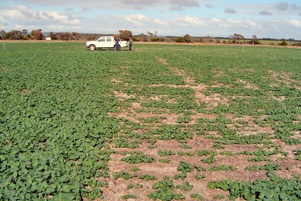 Clayed canola in WA’s South Coast region, left, where clay comprises 7 per cent of the soil, compared with unclayed canola, where the soil contains 0.5 per cent clay.