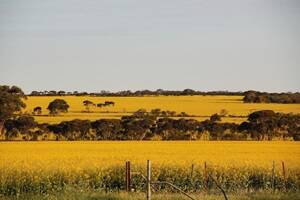 The Roundup Ready canola at Bodallin four weeks ago, planted by Wongan Hills farmer Michael Shields.