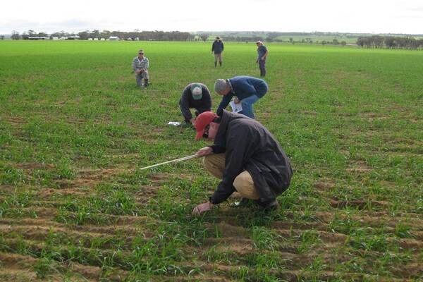Kellerberrin Demonstration Group members doing plant and weed counts at the mouldboard plough trial site during the mid-season field walk in 2009.