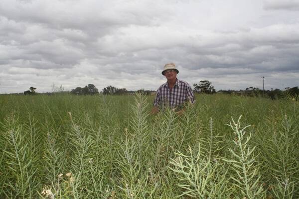  Doug Harrington in his canola crop which had an application of LURE H2O