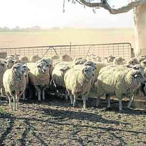  The Mollerin Rock ewes prior to shearing.