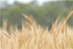 Confidence in wheat and cotton at record highs: NAB