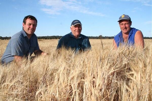 Nyabing farmers Warrick (left), Gordon and Trenton Browne think input insurance will protect against yeild losses like those suffered in their frosted barley crops this season.