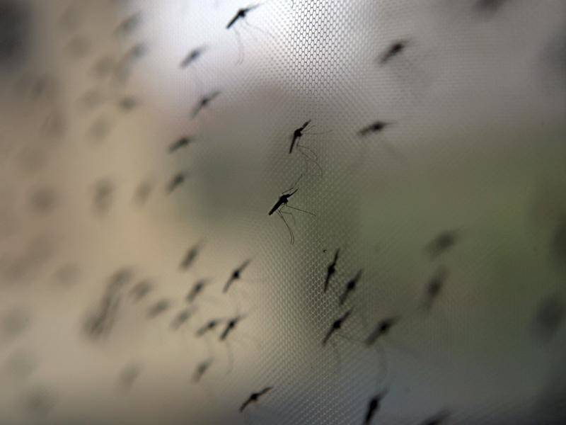 Australian researchers think they've found a way to protect people from mosquito-borne diseases.
