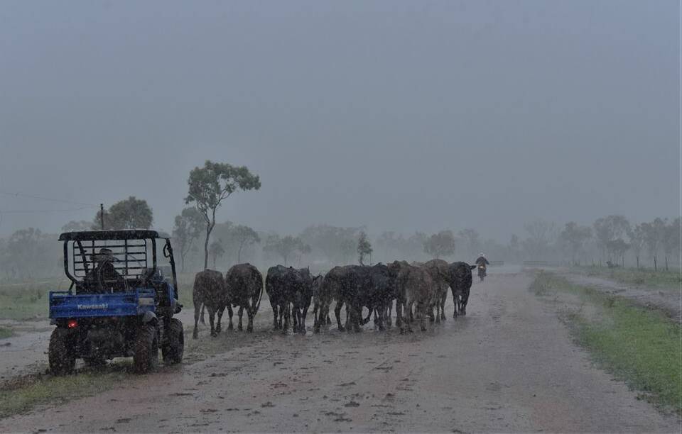 Mt Pleasant, between Bowen and Collinsville, received welcome rain earlier this year.
Photo: Garlone Moulin.