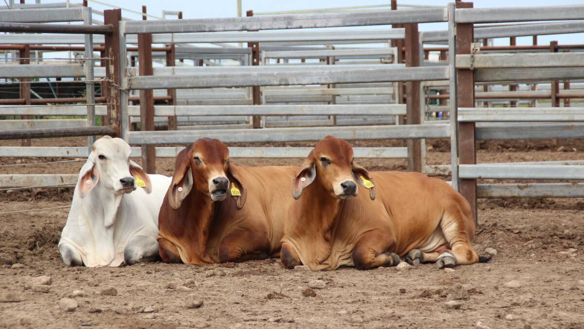 Three of the GI Brahman bulls which were to be sold at Big Country 2019.