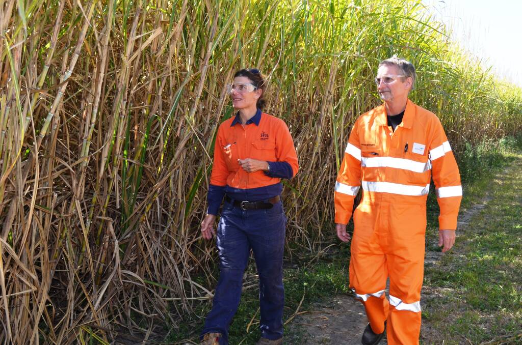 Catherine Kettle (SRA) and Terry Morgan (Wilmar) check out the new sugarcane variety in the Burdekin. Photo: Wilmar.