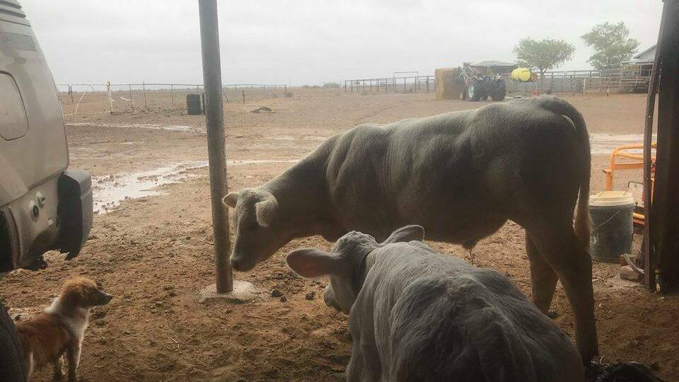 The poddy calves didn't know what to think as the rain came down at Wando Station 50 km east of Winton. Photo - Donna Paynter.