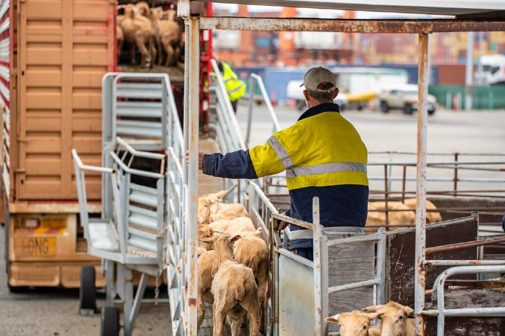 In a letter to the Federal government, Kuwait said it was exploring alternative live sheep supplies to replace any shortfall in Australia. Photo by The Livestock Collective
